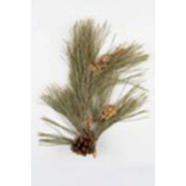 ⑤アカマツ（植物標本）