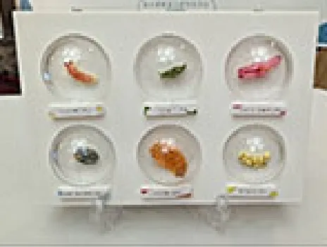 海の骨なしどうぶつの世界展示物（標本展示1）