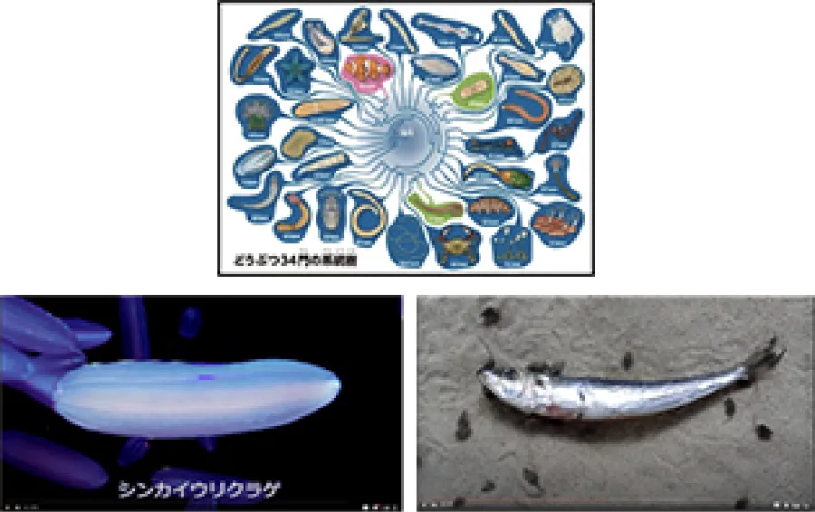 海の骨なしどうぶつの世界展示物（映像資料）