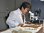 Consulting plant specimens in the herbarium