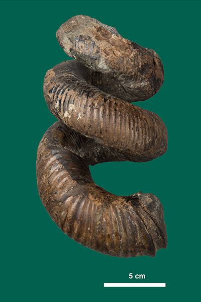 Ammonite fossil (Didymoceras)