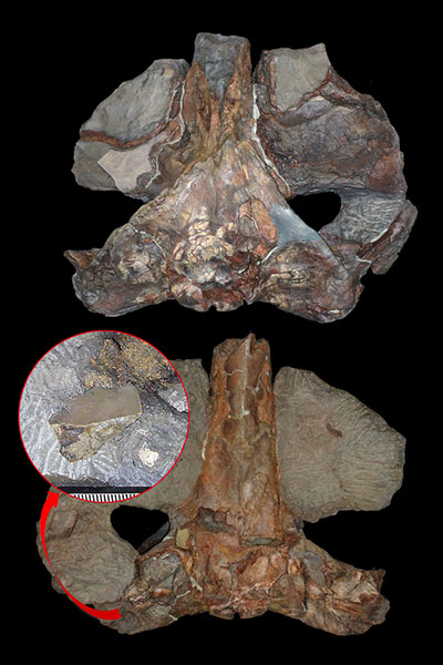 Fossilized Late Miocene balaenopterid cranial bones (top: dorsal side, bottom: ventral side) and great white shark teeth (middle)