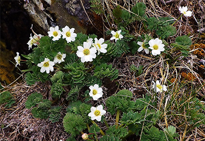 Callianthemum hondoense(Ranunculaceae)