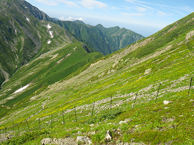 Deer-proof fences in the alpine zone