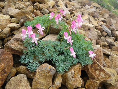 Dicentra peregrina(Papaveraceae)