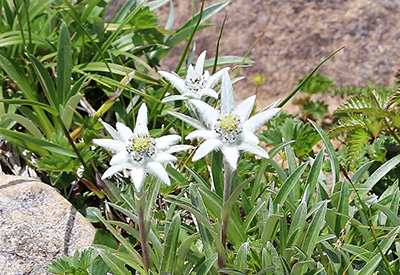 Leontopodium hayachinense(Asteraceae)