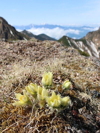 Pulsatilla nipponica(Ranunculaceae)