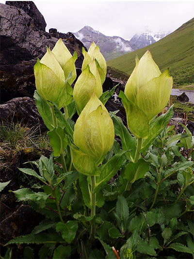 Saussure obvallata(Asteraceae) found around the Himalayas