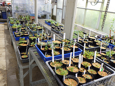 Ex situ conservation of alpine plants at the Tsukuba Botanical Garden