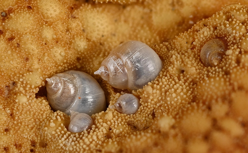 Paramegadenus arrhynchus