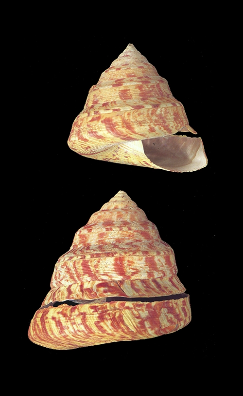 Entemnotrochus adansoniana