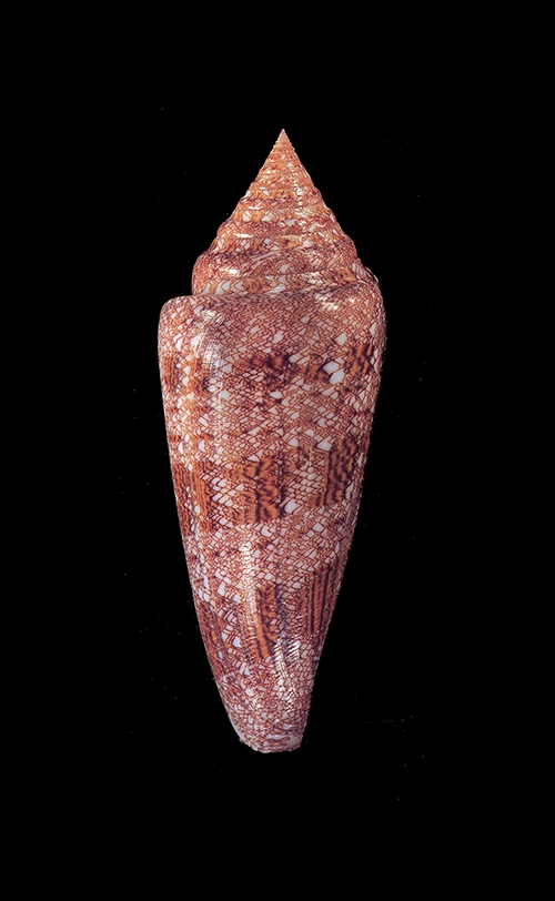 Conus gloriamaris