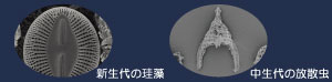 左：新生代の珪藻、右：中生代の放散虫