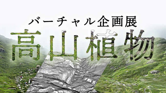 バーチャル企画展「高山植物」