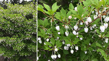 観賞植物ドウダンツツジの起源