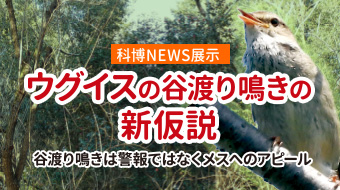 <span>科博ＮＥＷＳ展示</span>
ウグイスの谷渡り鳴きの新仮説<span>－谷渡り鳴きは警報ではなくメスへのアピール</span>