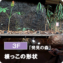 3F「発見の森」根っこの形状