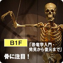 B1F「恐竜学入門・発見から復元まで」骨に注目！ 