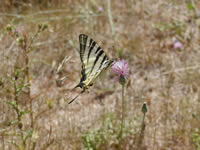 Iphiclides podalirius [bp^C}CirG[WjDAQn`E̒ԂœtXł͉Ԓd⑐nɕʂɌB3`9ɏoB