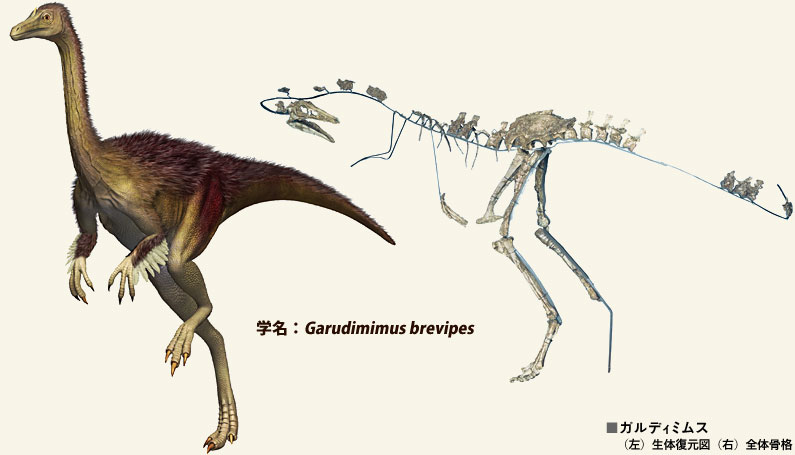 ガルディミムス骨格＆復元図