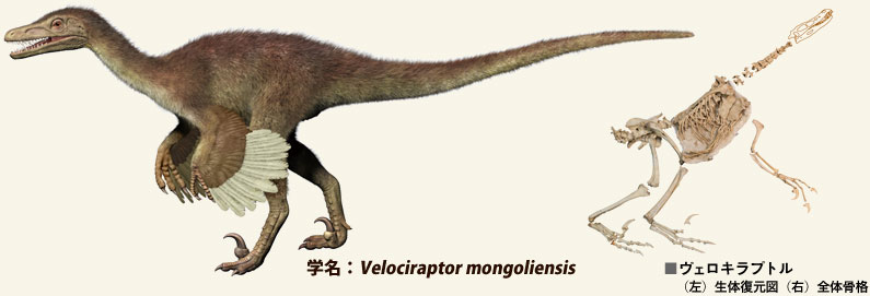 ヴェロキラプトル骨格＆復元図