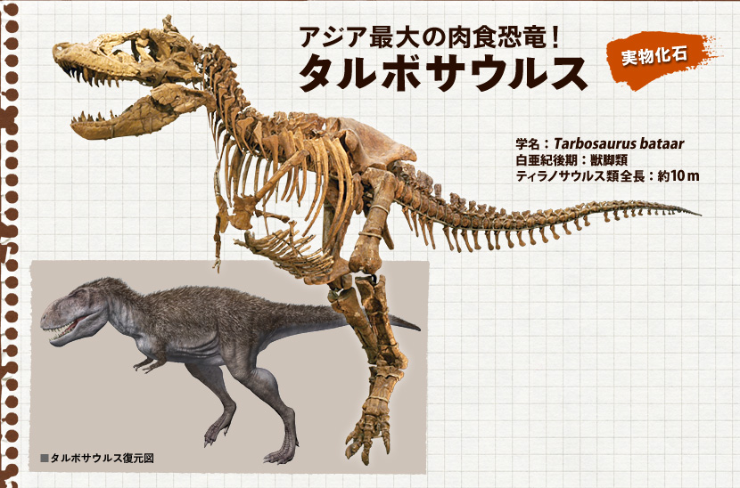 タルボサウルス[Tarbosaurus bataar]