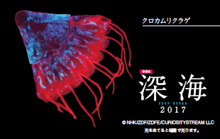 驚異の発光物体“クロカムリクラゲ”