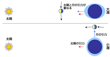 図：大潮と小潮の起こるわけ