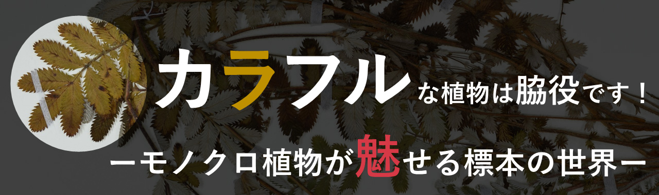 カラフルな植物は脇役です！ ‐モノクロ植物が魅せる標本の世界