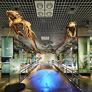 地球館B２階展示室