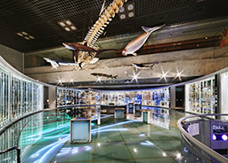 地球館１階展示室