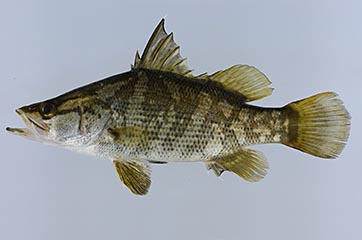 アカメ（アカメ科）　写真：国立科学博物館魚類研究室