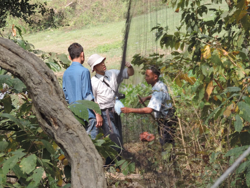 Setting a mist net for catching birds