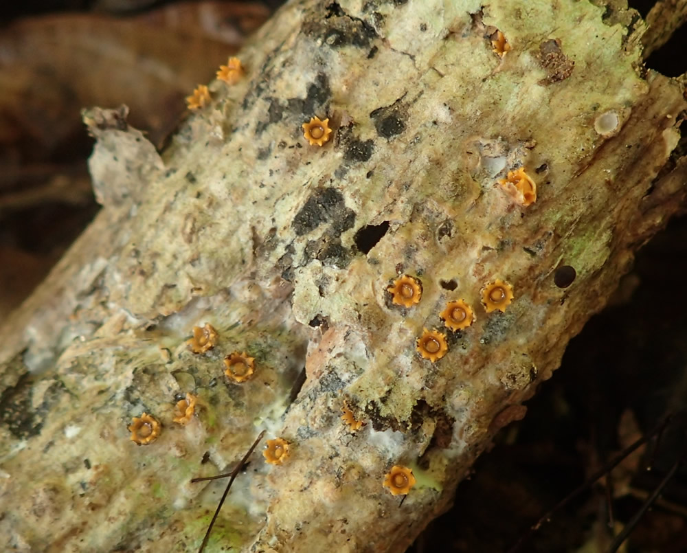 Sphaerobolus sp. (Sphaerobolaceae, Geastrales) from Lampi Island, Myanmar