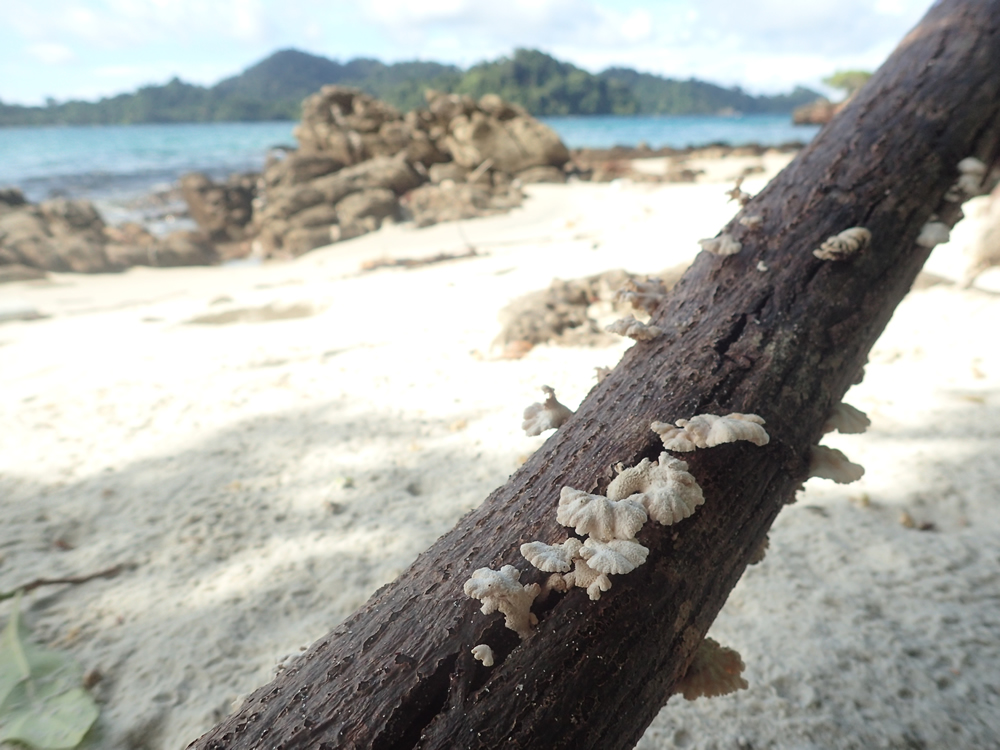 Mushroom hunting along the coast of Lampi Island, Myanmar