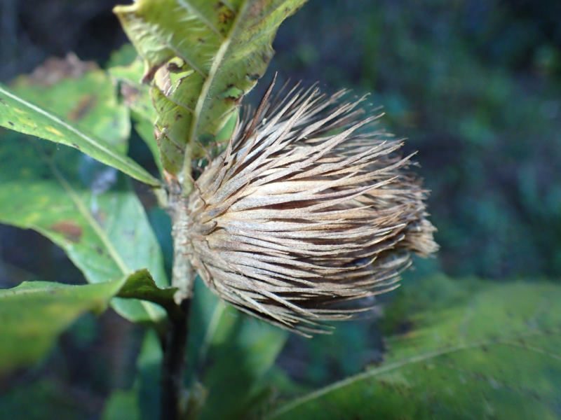 A gall of Andricus mukaigawae collected in Myanmar