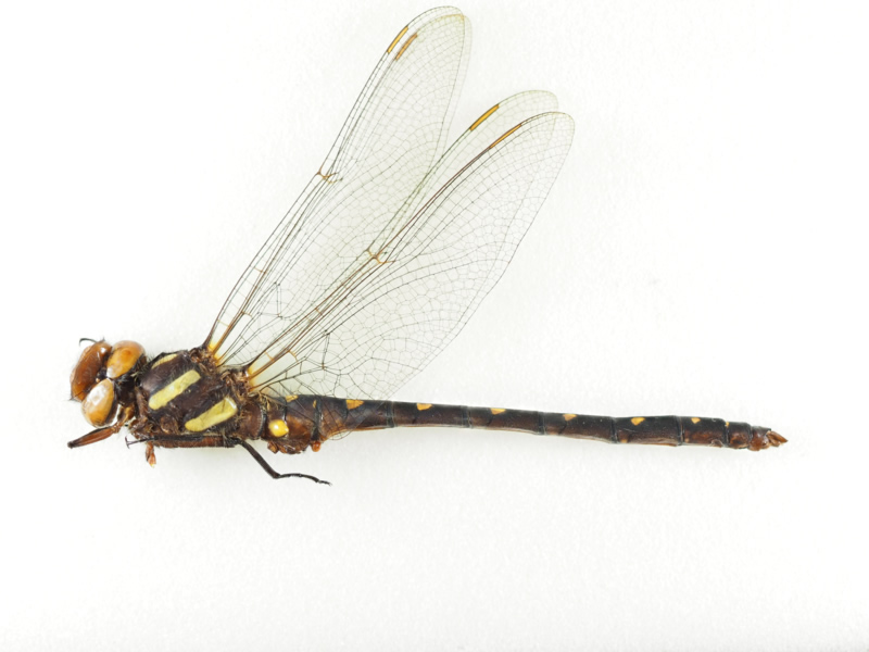 Neallogaster latifrons