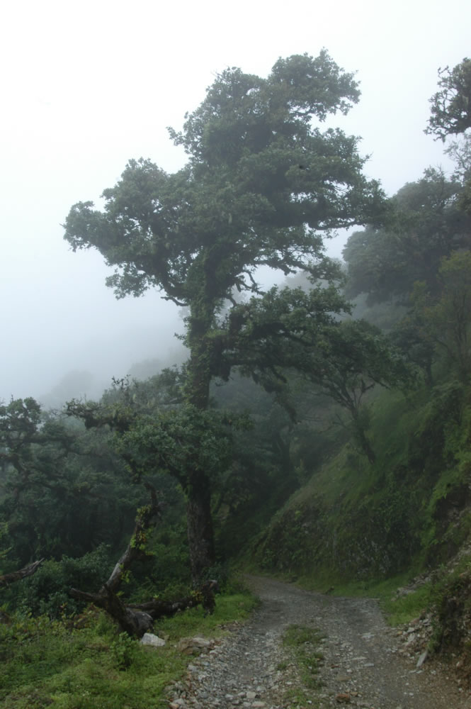 Quercus forests