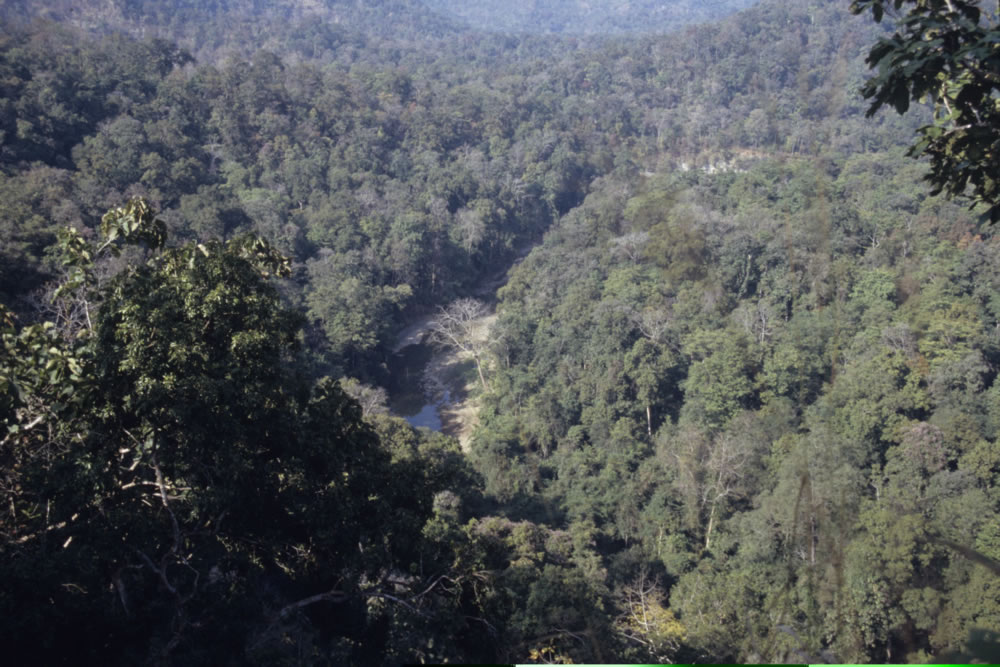 deciduous dipterocarpus forests