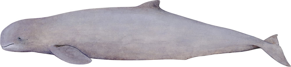 Irrawaddy dolphin