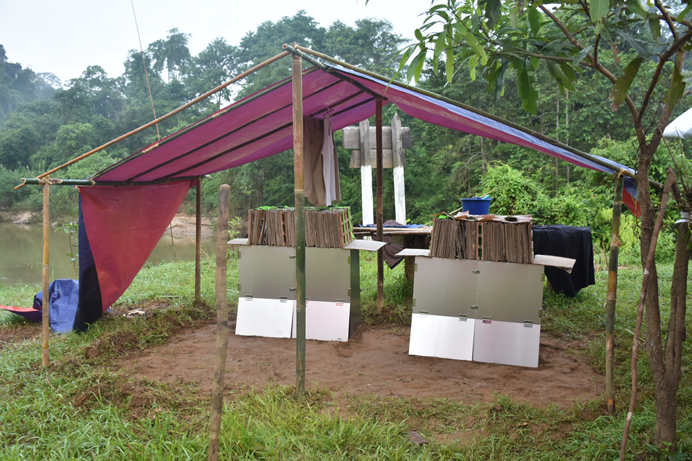 Drying specimens along the branch of the Chindwin River, northern Sagaing Region