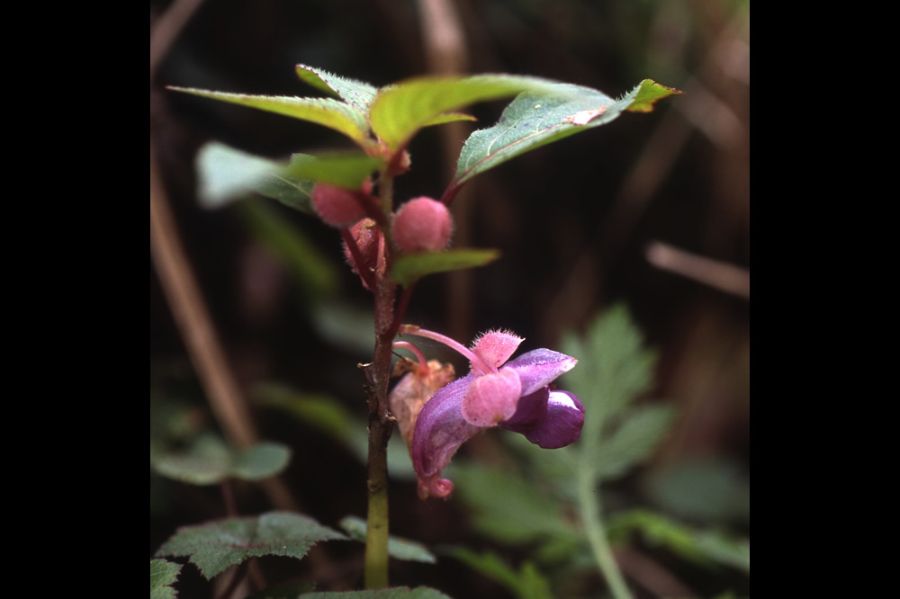 Impatiens kingdon-wardii