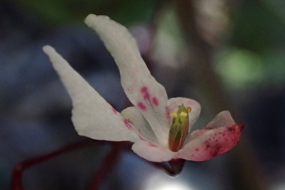 Impatiens radiata・mindatensis