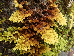 bryophytes