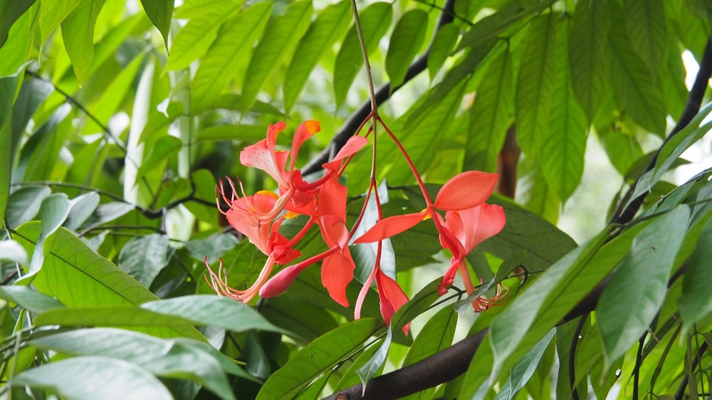 Flower of Amherstia nobilis.