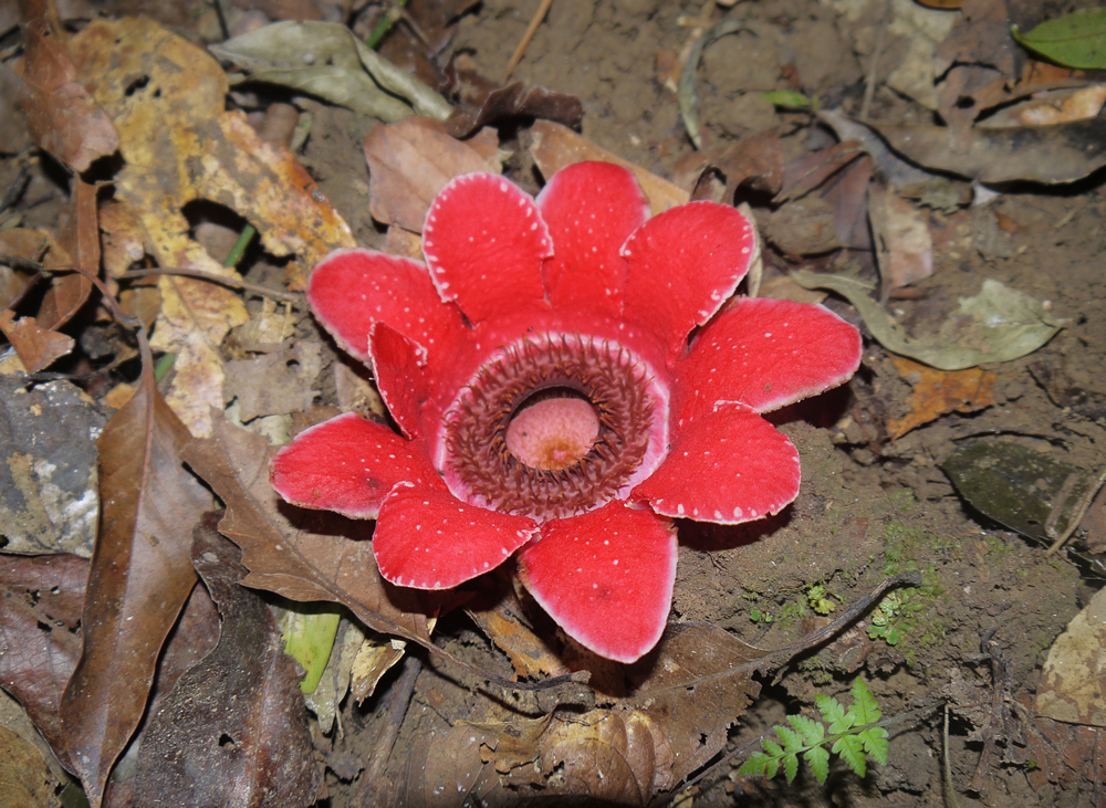 apria myanmarensis discovered and described from Myanmar