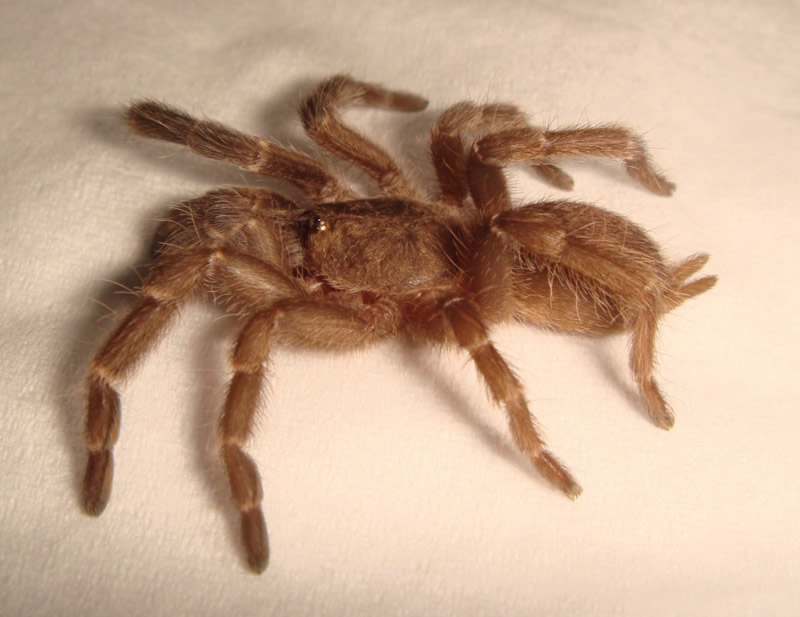 Chilobrachys andersonii