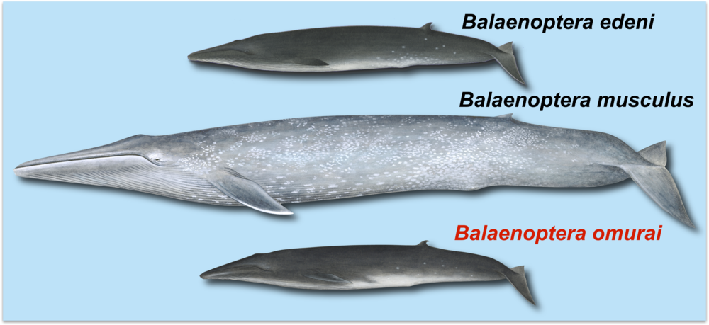 Balaenoptera omurai