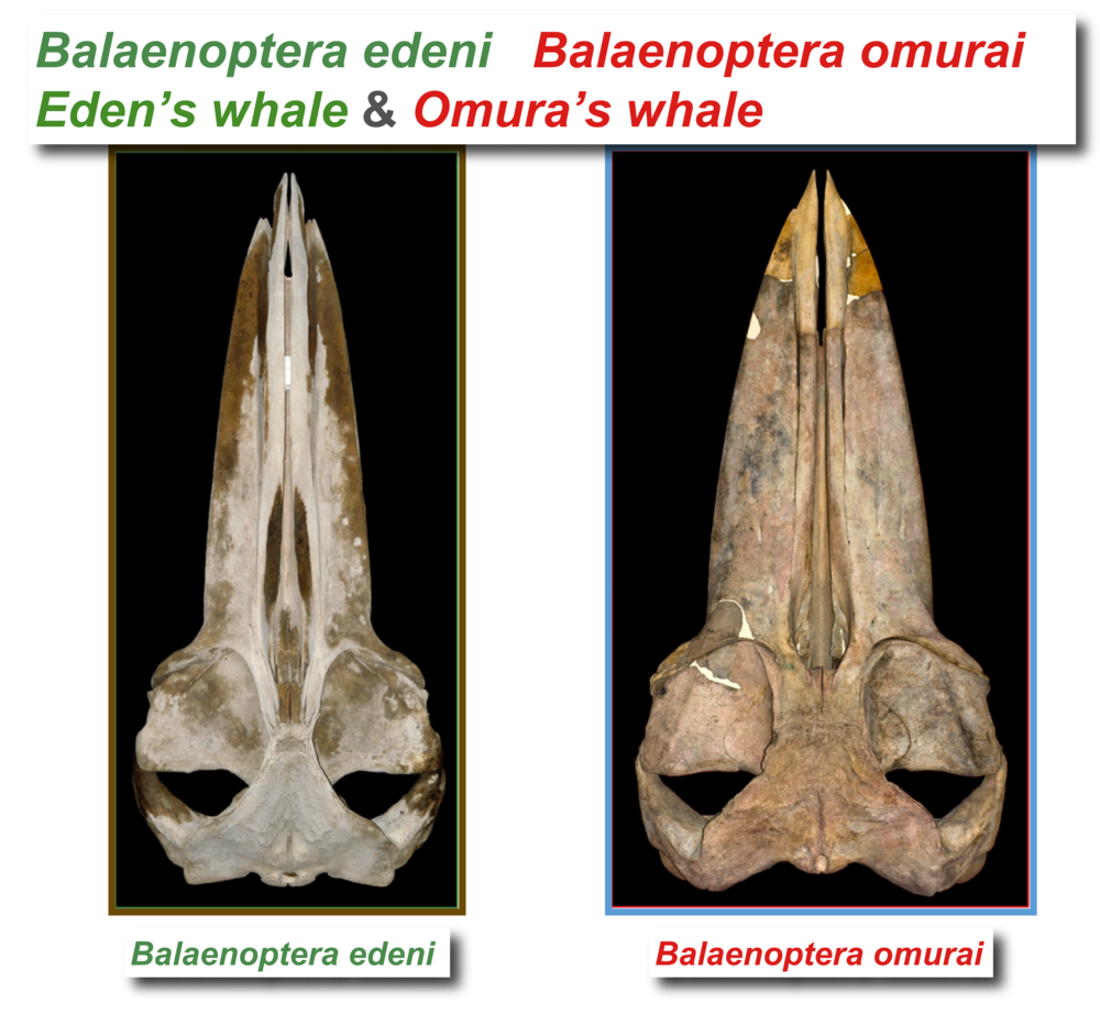 INVENTORY OF FLORA AND FAUNA OF MYANMAR