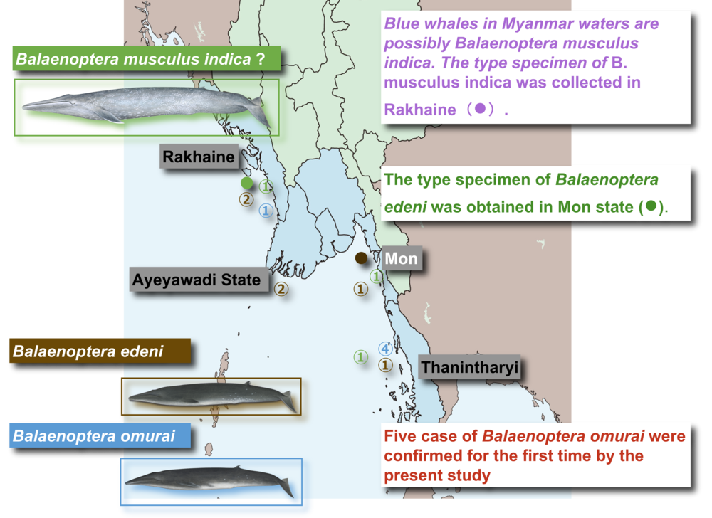 Omura's whale and Omura's whale distribution